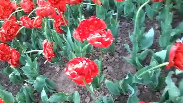 ♡Минск.клумба.нереальные цветы.работа Бога♡ смотреть онлайн