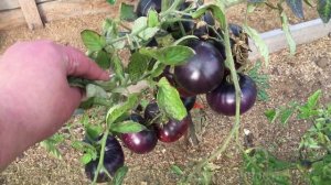 Потрясающе красивый и вкусный! Томат Аметистовая драгоценность, мой отзыв о выращивании