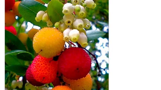 Земляничное дерево крупноплодное (arbutus unedo seeds) смотреть онлайн