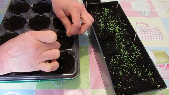 Вынужденная пикировка петунии смотреть онлайн