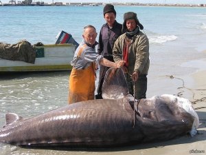 Самые смешные моменты года на рыбалке, подборка! Приколы на рыбалке 2022
