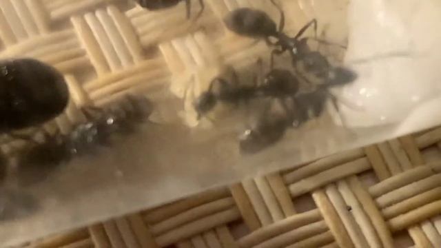2 Часть. Чёрный муравей древоточец. Переезд? Где сейчас муравьи? смотреть онлайн