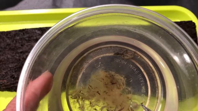 JustKis #41 Tillandsia_Air Plant Seedlings Germination (updated 21 August 2021) смотреть онлайн