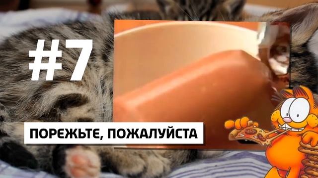 10 милых фактов о КОТАХ смотреть онлайн