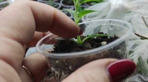 Когда ждать цветения у зелёных черенков гортензии?Отвечаю на вопросы.