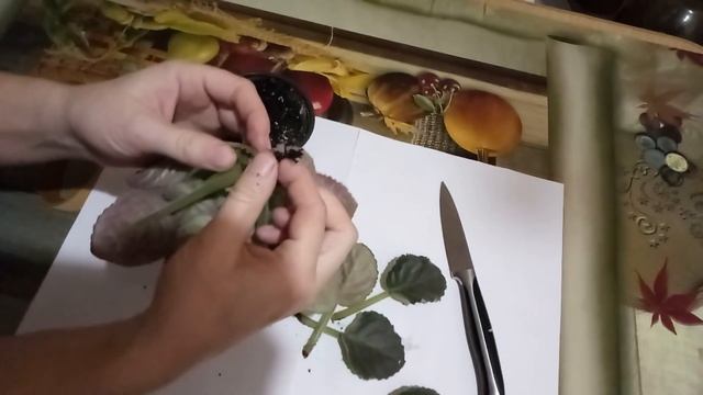 ФИАЛКА ЗАБОЛЕЛА ! ГНИЕТ СТВОЛ ! смотреть онлайн