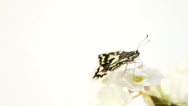 Салют из живых тропических бабочек