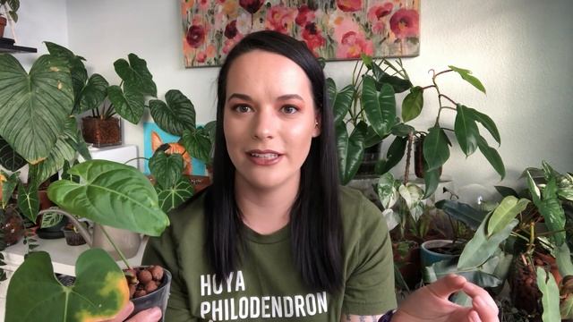 HOUSE PLANT TOUR | All My Anthurium