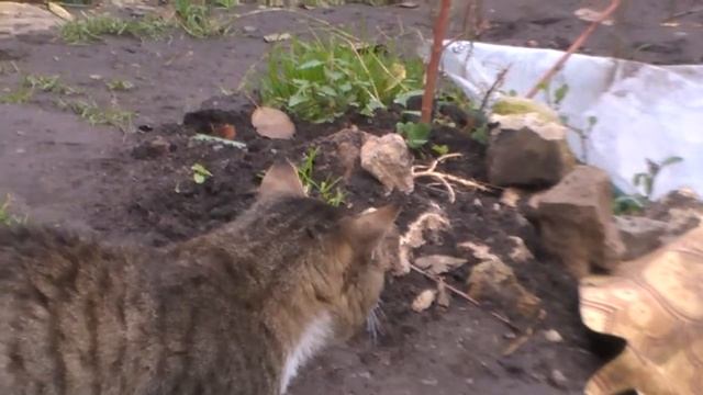 кот какой то.mp4 смотреть онлайн