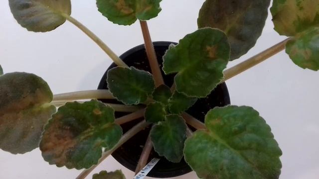 ХОДЫ на листьях. Что с ФИАЛКОЙ??? Желтые пятна на листьях смотреть онлайн