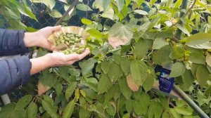 Актинидия (мини киви) прекрасно растёт в Подмосковье. ТопСад