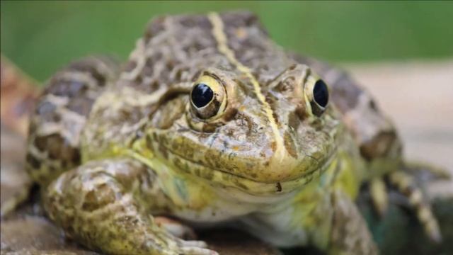 Разведение лягушек как бизнес идея смотреть онлайн