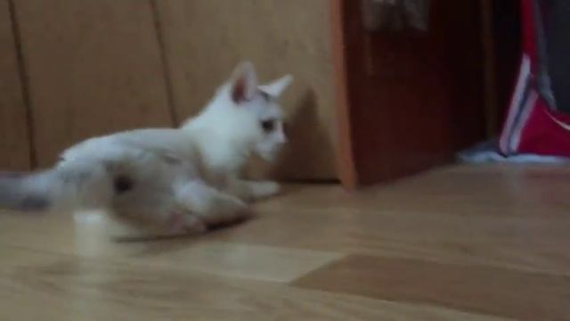 Всем привет от Беляши!!! Как ее лапки? Смотрим внимательно)