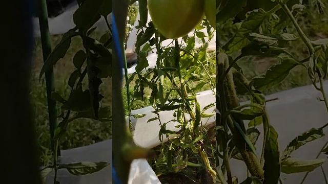 Томат Абаканский розовый. Ватсап тел.89229284031 смотреть онлайн