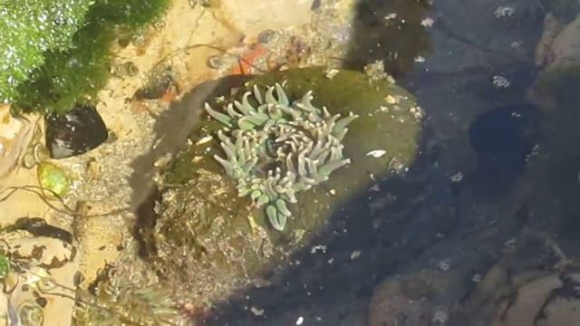 Giovanni and Anemone смотреть онлайн