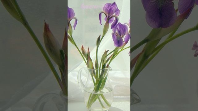 Уровень воды в вазе для ирисов и фрезий смотреть онлайн