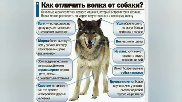 Как отличить волка от собаки? Ответ на вопрос! смотреть онлайн