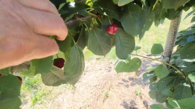 Краснодарский край, посёлок Ильич. Лето в разгаре! Работаем и отдыхаем смотреть онлайн