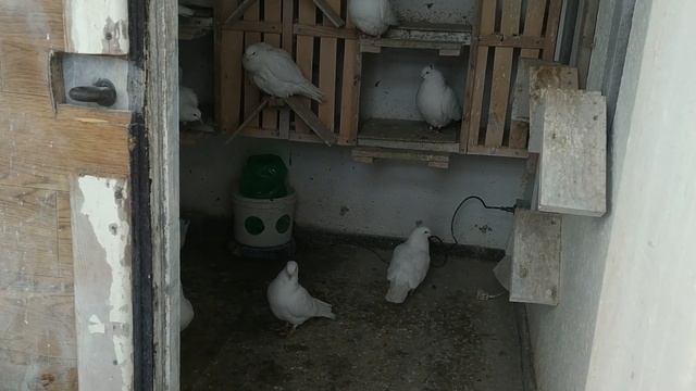 Бакинские голуби ? Как всё начиналось. смотреть онлайн