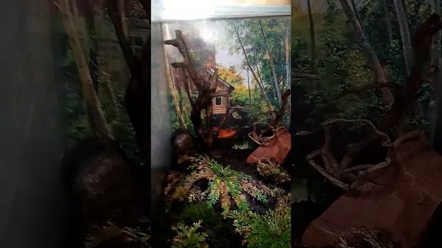 Селагинелла чешуелистная смотреть онлайн