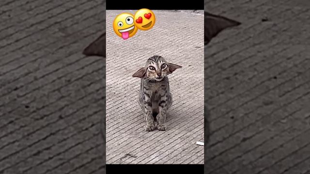 1000002185.mp4 смотреть онлайн
