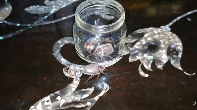 В мире животных / МАЙСКИЙ ЖУК смотреть онлайн