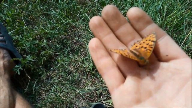 Бабочка прилетела и сидит на руке смотреть онлайн