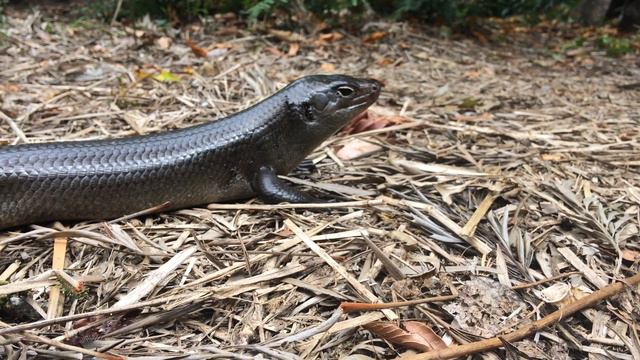 Land mullet (Egernia major) eating blueberries смотреть онлайн