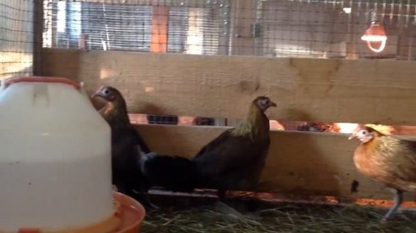 Джунглевая Банкивская курица Gallus gallus