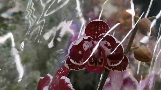 Орхидеи с названиями в магазине Ашан г. Омск. Горшки и кашпо для орхидей. смотреть онлайн