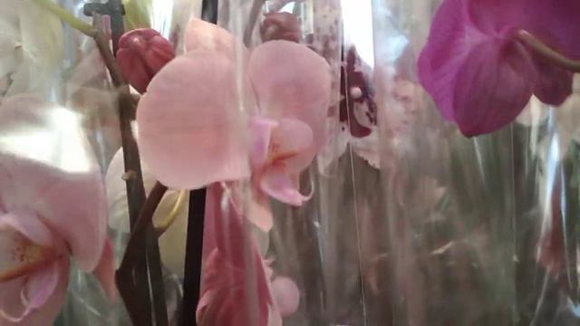 Классный биг лип 🌸в Евроспаре ц.Сормова🍁(28.10.2021) смотреть онлайн