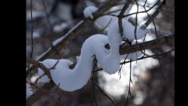 Зимний Букет фото А Васильева смотреть онлайн