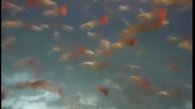Как содержат гуппи (Poecilia reticulata) в домашнем аквариуме и как их разводят в Малайзии ? смотреть онлайн