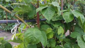 Сорт ежевики Прайм Арк Фридом. Как обрезать? Часть 1.