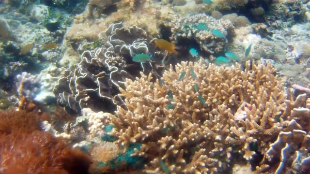 Snorkelling trip in Ternate island, Alor - Indonesia with MALA Tours