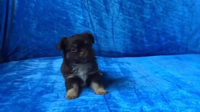 Питомник «Аркобалено Селесто» Щенки чихуахуа продажа. смотреть онлайн