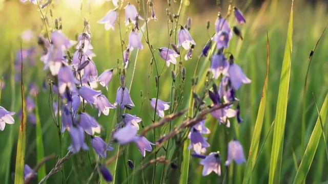 Всем доброго утра и хорошего дня! смотреть онлайн