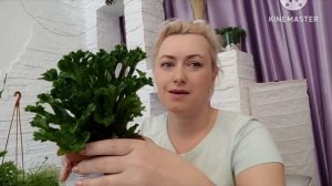 Папоротники. Обзор папоротников в моей коллекции с названиями сортов