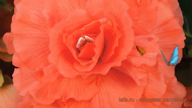 Бегония клубневой Корал Салмон (coral salmon) ? обзор: как сажать, семена бегонии Корал Салмон смотреть онлайн