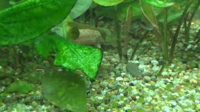 Сом Таракатум (Hoplosternum thoracatum) смотреть онлайн