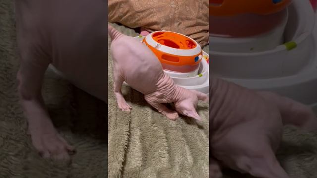 ЭЛЬФ БЕЛЫЙ смотреть онлайн