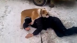 Собака трахает человека.Прикол ржака.