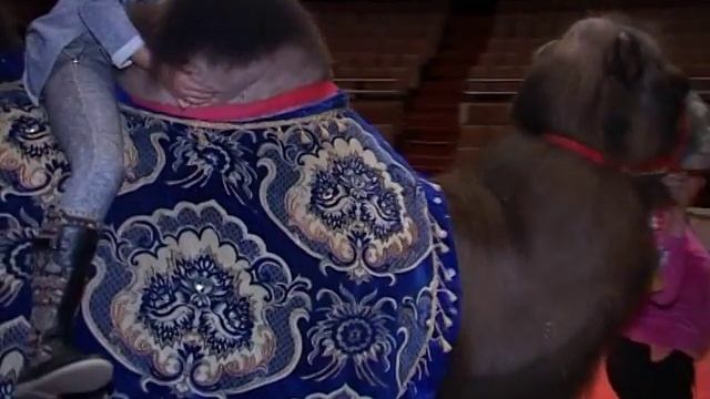 Як дресирувати верблюдів дізнавались у програмі "В гостях у Забодайки" смотреть онлайн