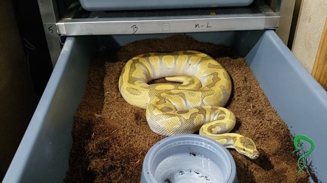 Paired Ball Python girls breeding update 4/6/2020 смотреть онлайн