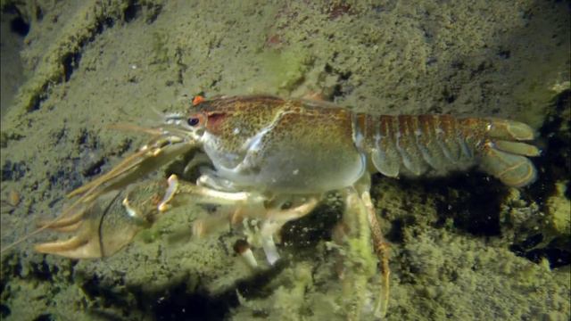 ЛУЧШИЕ РАКОЛОВКИ ДЛЯ ЛОВЛИ РАКОВ