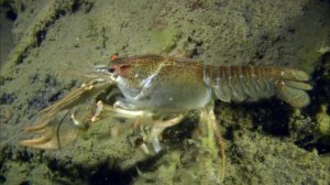 ЛУЧШИЕ РАКОЛОВКИ ДЛЯ ЛОВЛИ РАКОВ