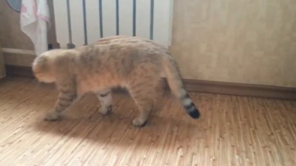 Кошка и жук