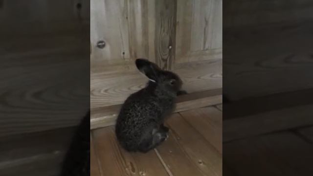 Заяц пойман ушастый (моя версия) смотреть онлайн