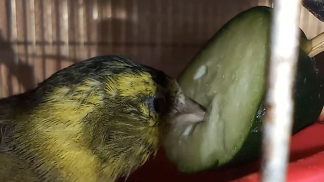 ???Чиж и огурец / Siskin and cucumber #birds #siskin #sparrow смотреть онлайн