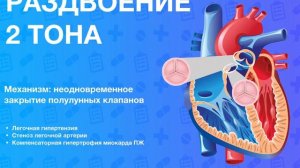 тоны сердца и их изменения при патология